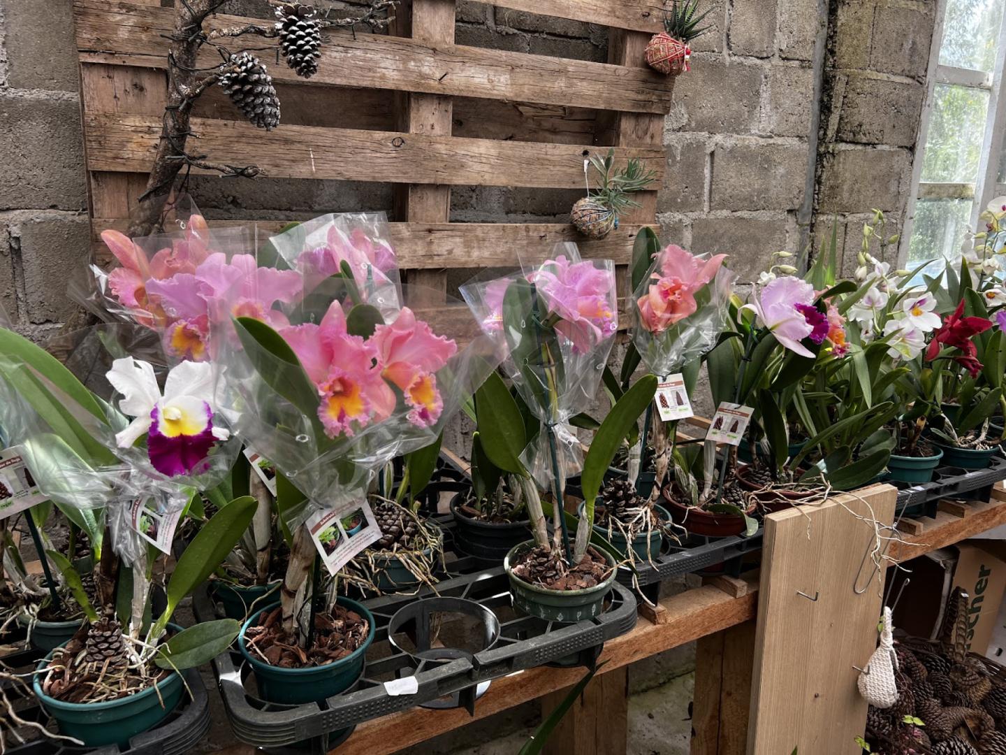 Orquidario Campos do Jordão