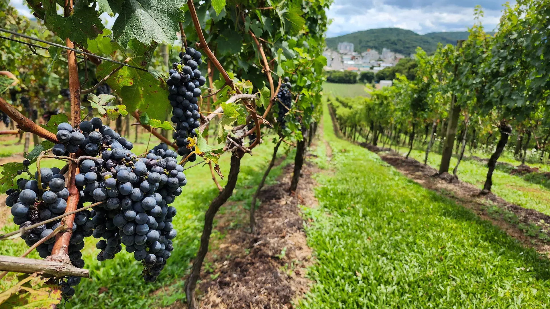 Bistrôs & Vinícolas
